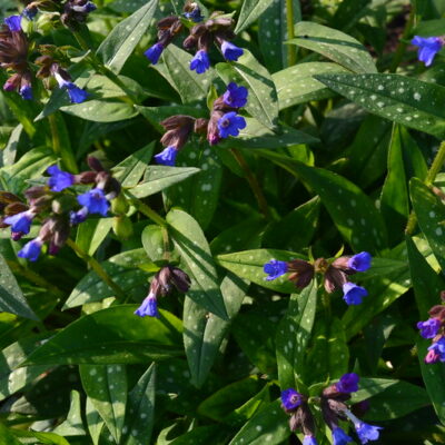 PULMONARIA 'Erway Farm'