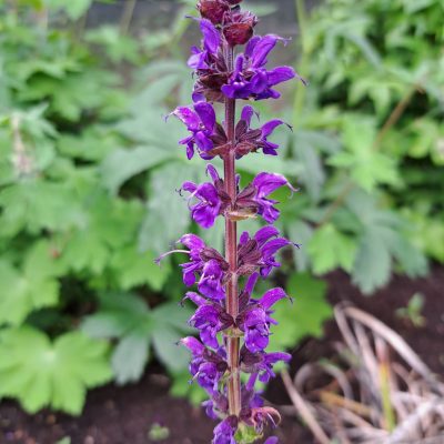 SALVIA x sylvestris 'Mainacht'