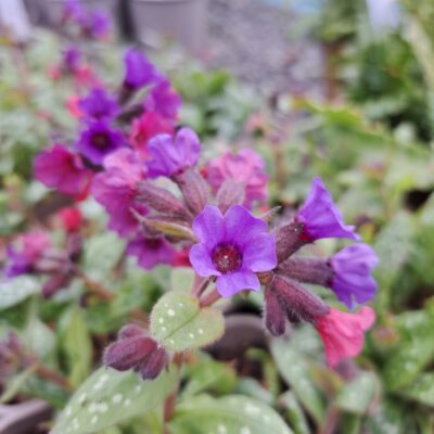 PULMONARIA saccharata 'Leopard'