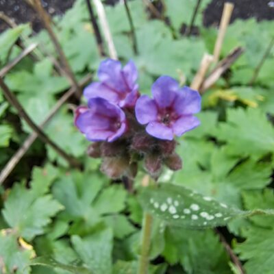 PULMONARIA 'Trevi Fountain'