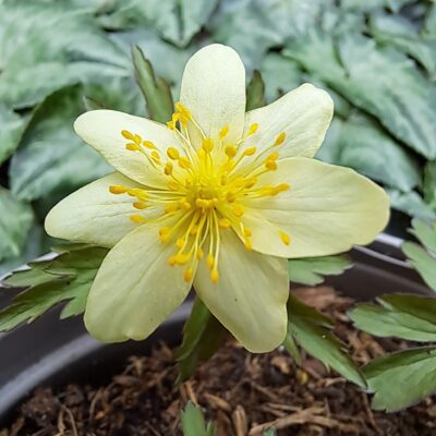 ANEMONE x lipsiensis 'Schwefelfeuer'