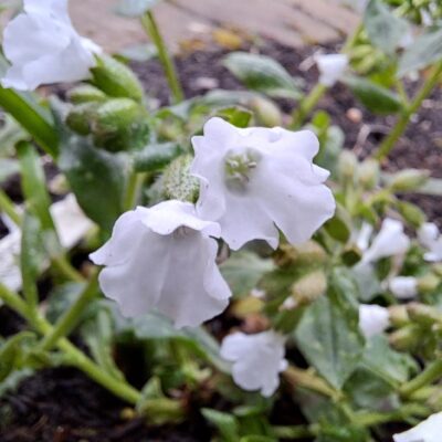 PULMONARIA officinalis 'Sissinghurst White'