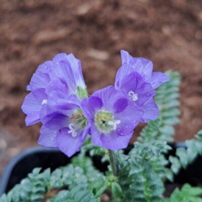 POLEMONIUM 'Northern Lights'