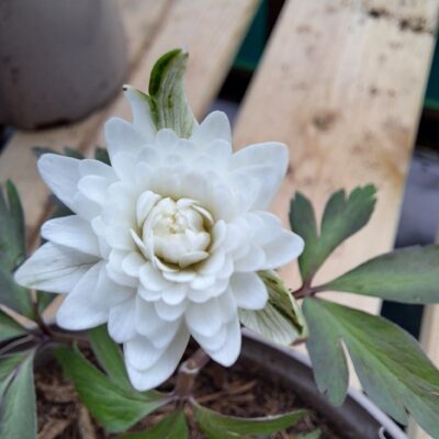 Anemone nemorosa ex Broadleigh Gardens