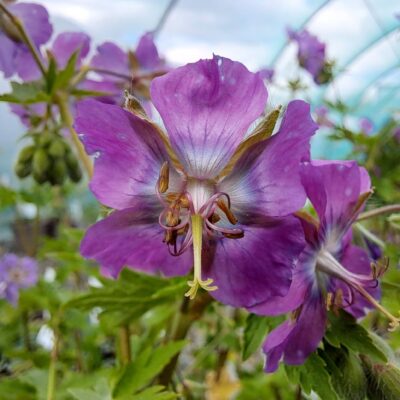 GERANIUM phaeum 'Alec's Pink'