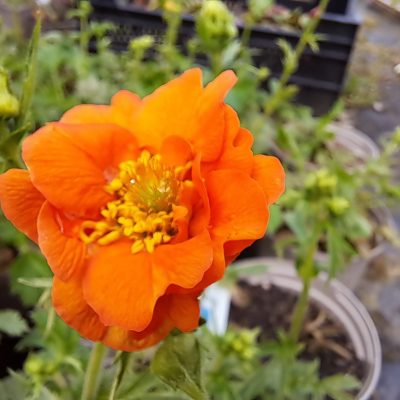 GEUM 'Miss Clementine'
