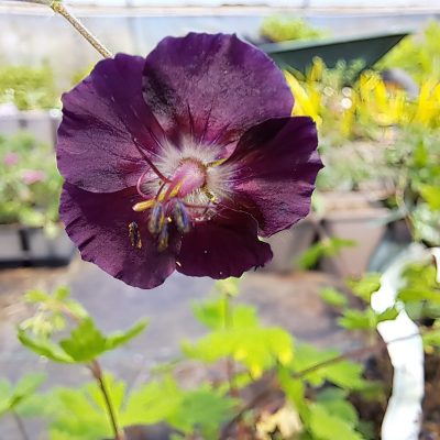 GERANIUM phaeum 'Mourning Widow'