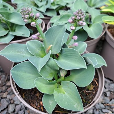 HOSTA 'Blue Mouse Ears'