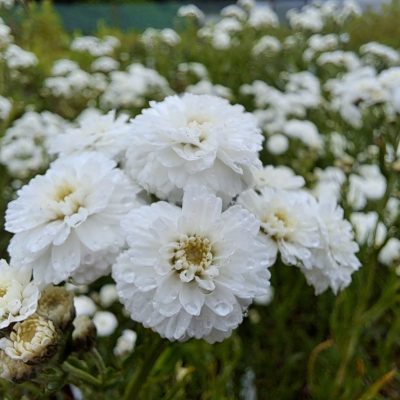 ACHILLEA ptarmica 'Peter Cottontail'