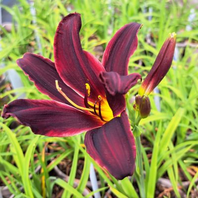 HEMEROCALLIS 'American Revolution'