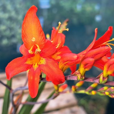 CROCOSMIA 'Fever Pitch'
