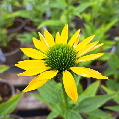 Echinacea 'Leilani'