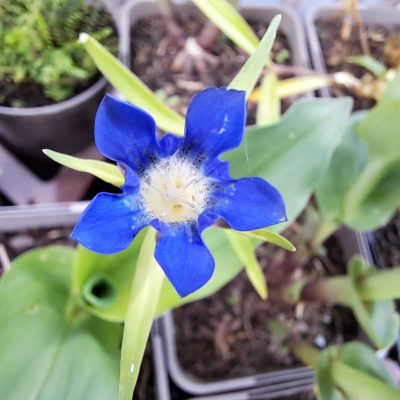 GENTIANA asclepiadea