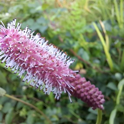 SANGUISORBA 'Just Joe'