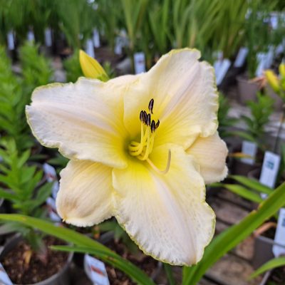 HEMEROCALLIS 'Arctic Snow'