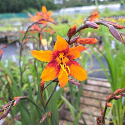 CROCOSMIA x crocosmiiflora 'Emily McKenzie'