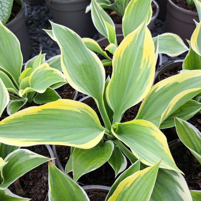 HOSTA 'Liberty'