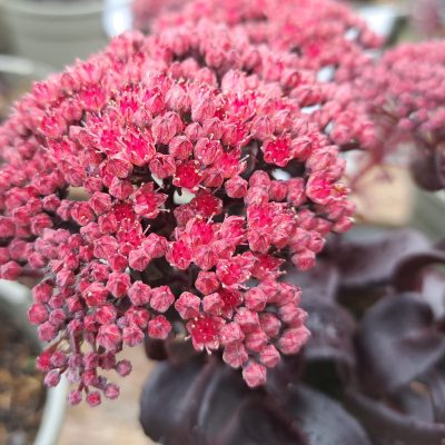 HYLOTELEPHIUM telephium 'Dark Magic'