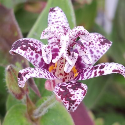 TRICYRTIS hirta 'Miyazaki'