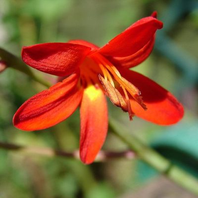 CROCOSMIA 'Emberglow'