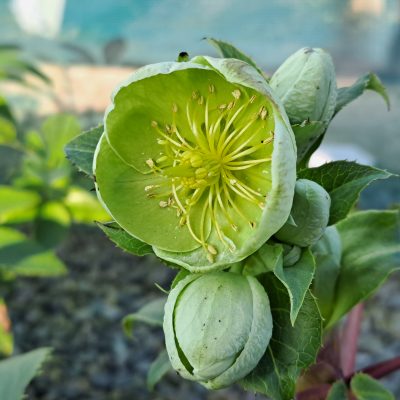 HELLEBORUS x sternii