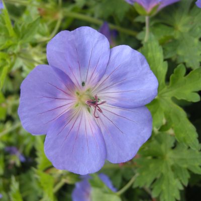 GERANIUM x johnsonii 'Johnson's Blue'