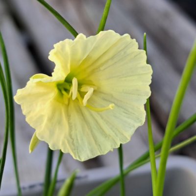 Narcissus romieuxii 'Julia Jane'