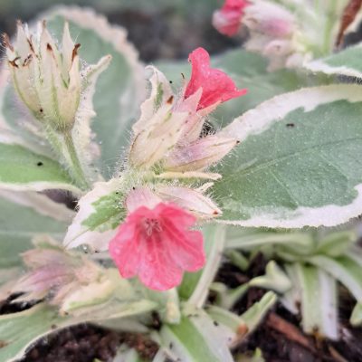 PULMONARIA rubra 'David Ward' (Mail Order)