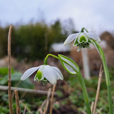 GALANTHUS 'Ophelia'