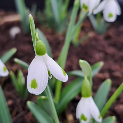 GALANTHUS plicatus 'Trymlet'