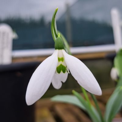 GALANTHUS elwesii (Edward Whitall Group) 'Two Eyes'