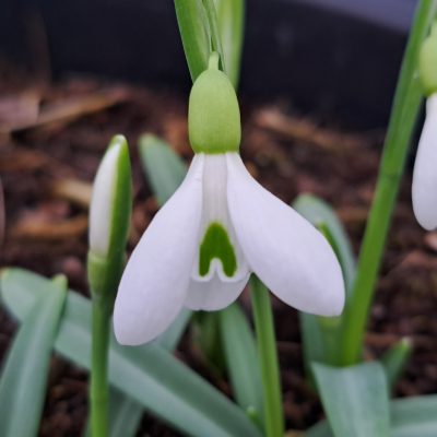 GALANTHUS rizehensis Baytop 34474