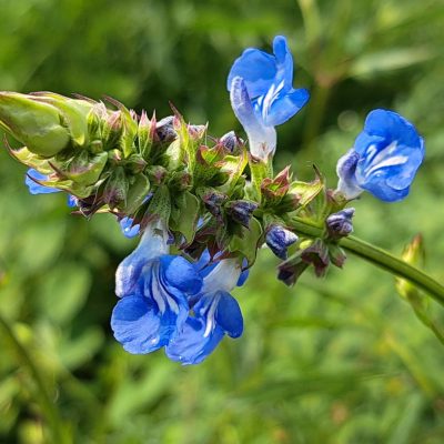 SALVIA uliginosa