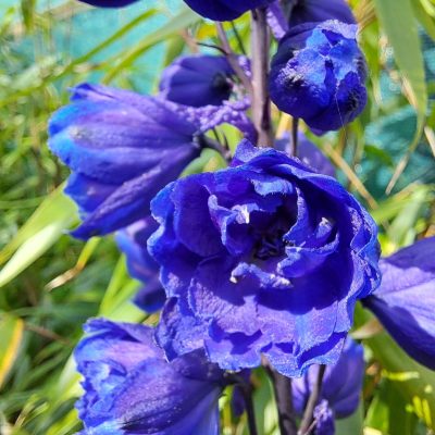 DELPHINIUM 'Faust'