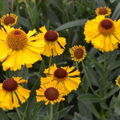 HELENIUM 'Wesergold'
