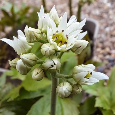 MUKDENIA rossii 'Karasuba'