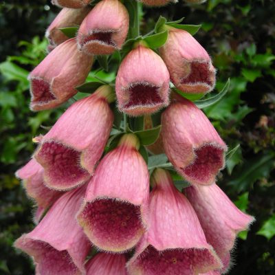DIGITALIS x mertonensis 'Summer King'