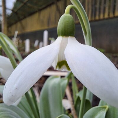 GALANTHUS elwesii 'Marjorie Brown'