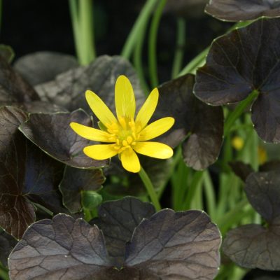 FICARIA verna 'Brazen Hussy' (Mail Order)