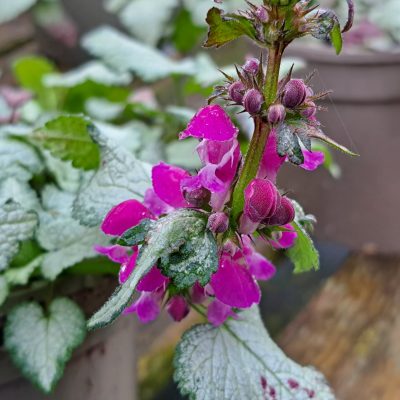 LAMIUM maculatum 'Beacon Silver'