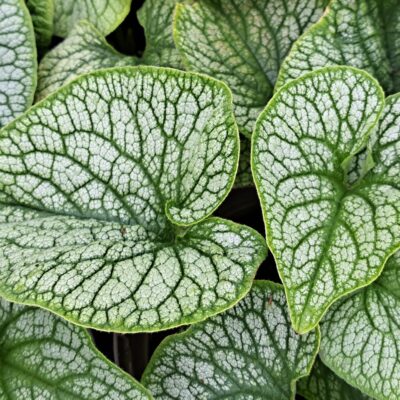 BRUNNERA macrophylla 'Alexander's Great' (Mail Order)