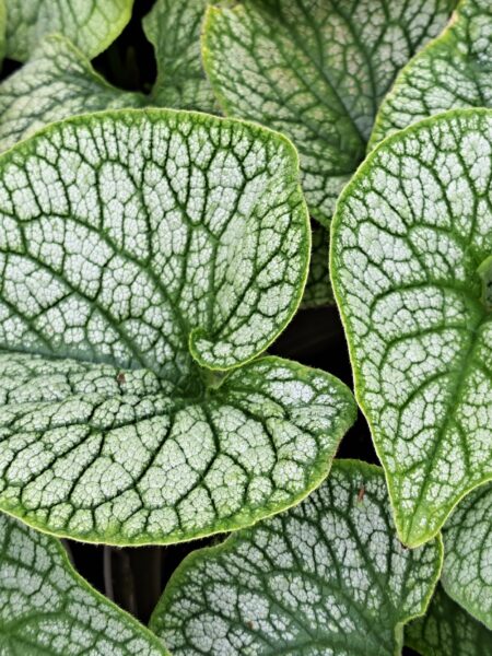 BRUNNERA macrophylla 'Alexander's Great' (Mail Order)