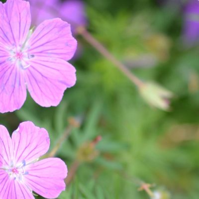 GERANIUM sanguineum 'Vision Violet' (Mail Order)