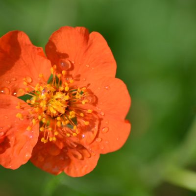 GEUM 'Tango Dream' (Mail Order)