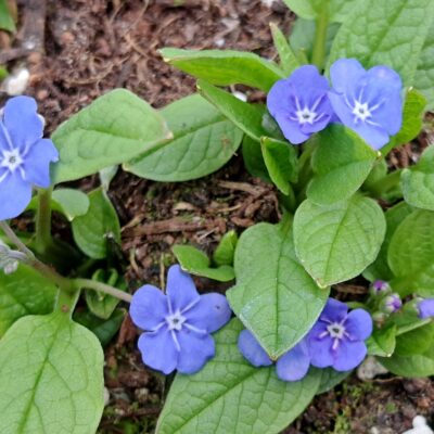 OMPHALODES verna