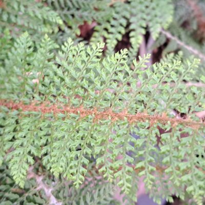 POLYSTICHUM setiferum 'David Howard'
