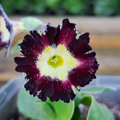 PRIMULA auricula 'Florence Brown'