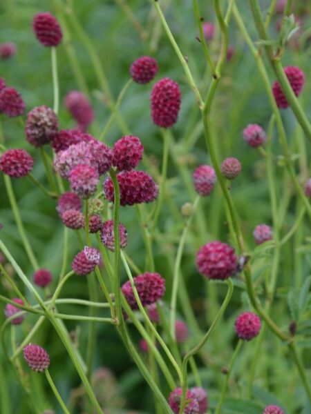 SANGUISORBA officinalis 'Arnhem' (Mail Order)