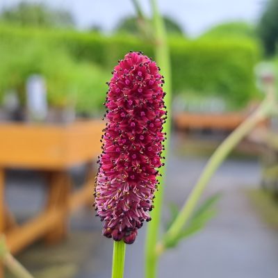 SANGUISORBA 'Dan Hinkley'