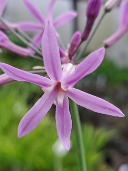 TULBAGHIA violacea